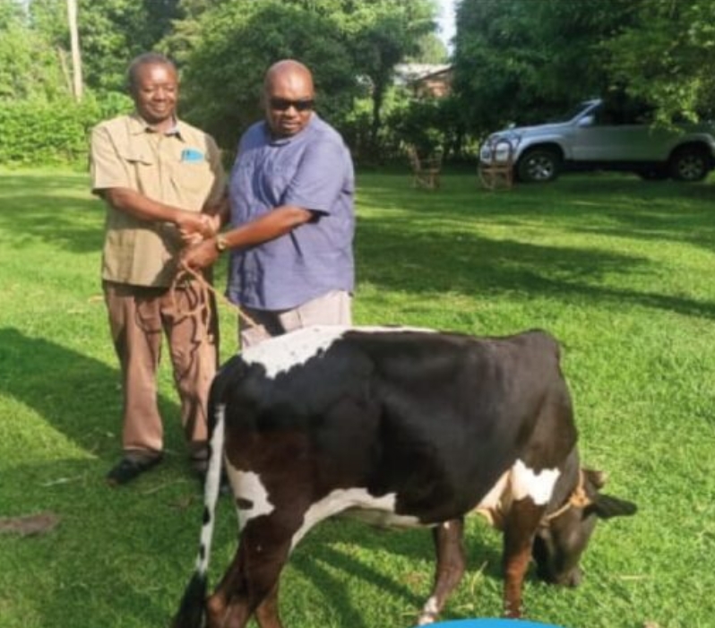 A dairy cow handed over to a farmer supported by CIDG